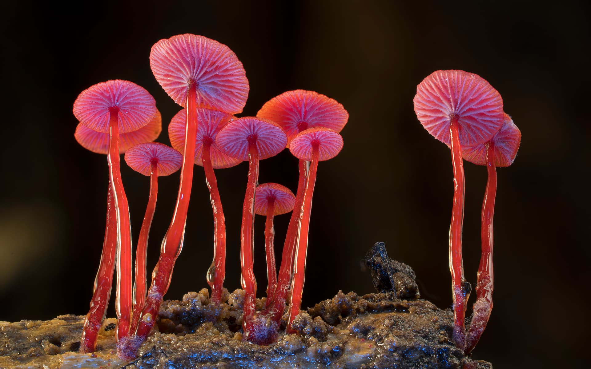 Inselkino: Fungi - Web of Life und Seaweed Stories (OmU)