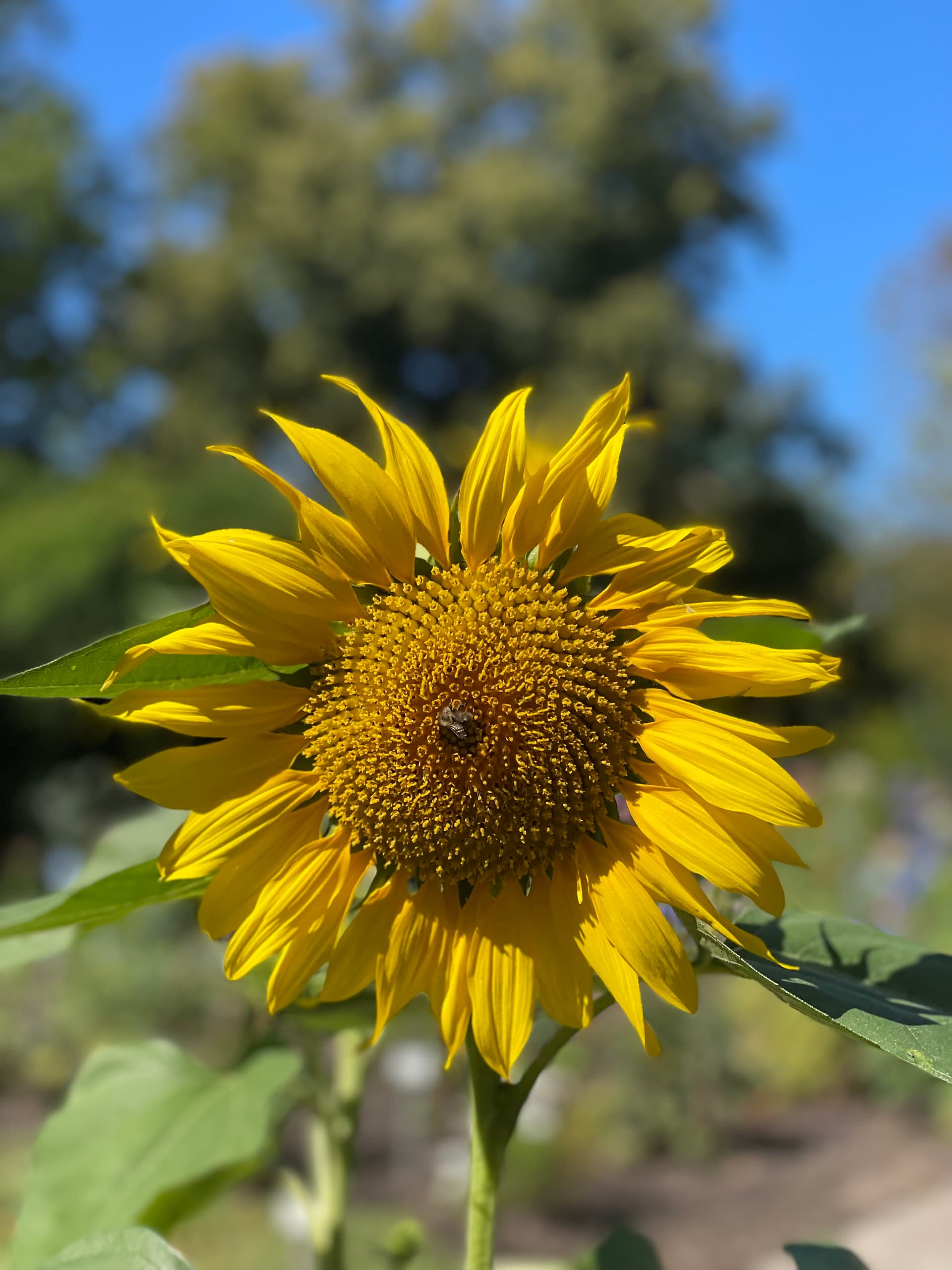 Stadtgrün-Team beim Potsdamer Umweltfest