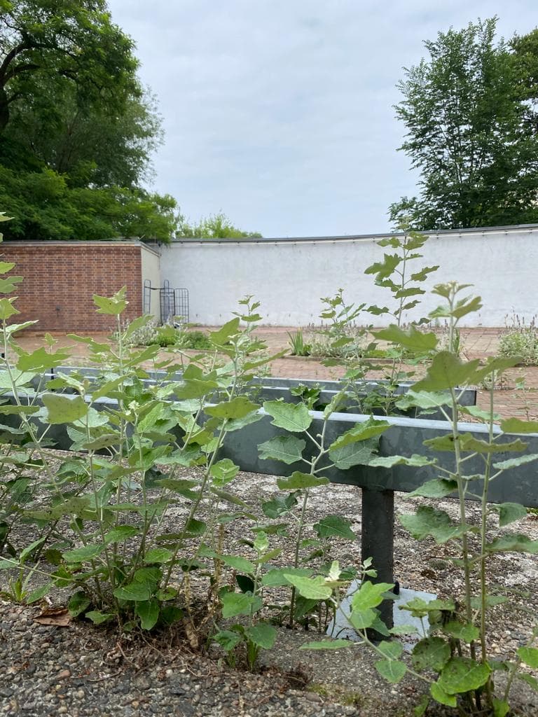 Bild von Subottnik Inselbühne: Teil 1 - Unkraut