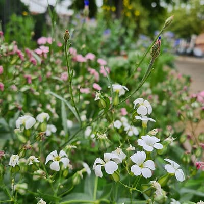 no info available for image