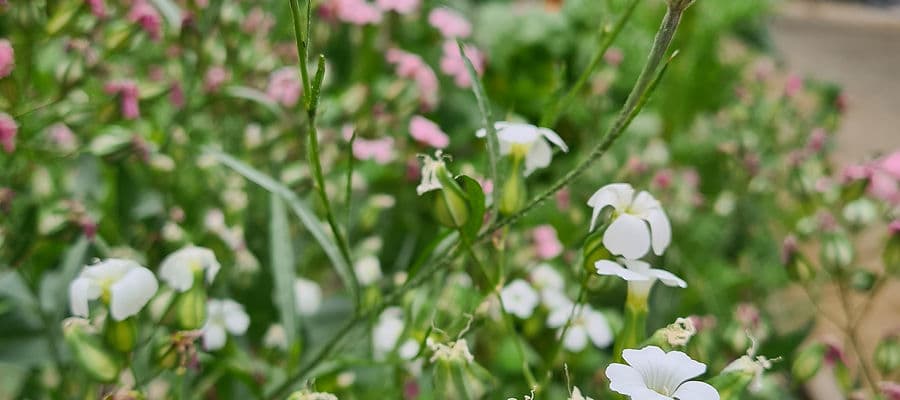 no info available for image